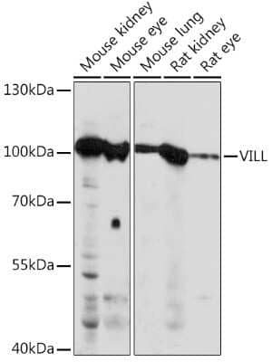 Western Blot villin-like Antibody - Azide and BSA Free